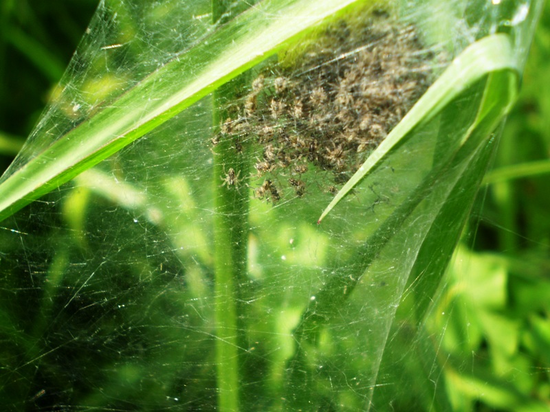 Cucciolata di...  Pisaura sp.